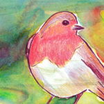 A red breasted robin