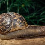 A garden snail